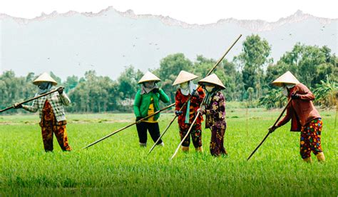  Der Mekong-Delta Hackathon: Wie Xanh Nguyen die Zukunft der Landwirtschaft Vietnams neu schrieb